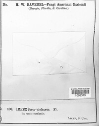 Trichaptum fuscoviolaceum image